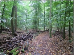 29.JPG