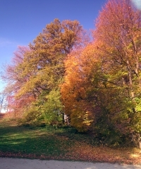 IMG_5783.JPG