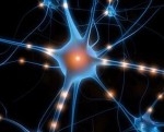 Neurones de l'autre côté du miroir_Neurone.jpg