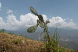 Cactus colombien