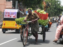Transporteurs de banane, Pondy