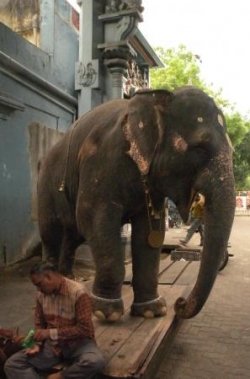 Elephant du temple, Pondy