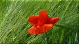 coquelicot 30mai6019.JPG