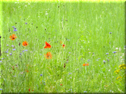 DSCF7987 mieux vaut un pré.png