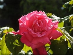 DSCF3600 rose calas.JPG