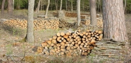 tas de bois.jpg