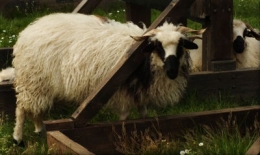 DSCF0878 des têtes vont tomber.JPG