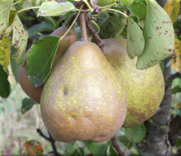 poire pour la soif DSCF0027.png