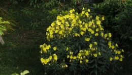 DSCF7280.JPG