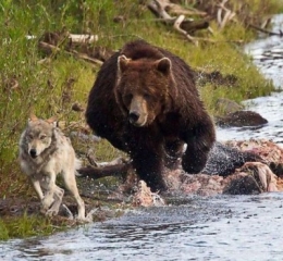 ours-loup.jpg