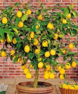 citronnier jaune.jpg