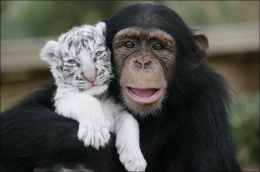 tigre-singe.jpg