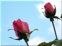 rosesDSCF423614102017.JPG