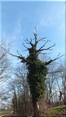 ilestmort2206.JPG