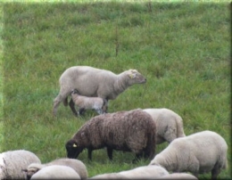 agneau 0750.JPG