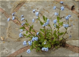 DSCF5912myosotis.JPG