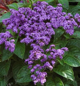 Heliotrope.jpg