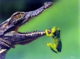 CROCODILE-GRENOUILLE.jpg