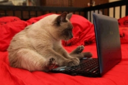 apycat.jpg