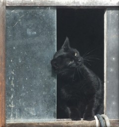 chat haut 3013.JPG