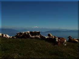 DSCF9409 vaches boeufs fierney .png