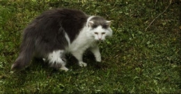 chat gris blanc 2605.JPG