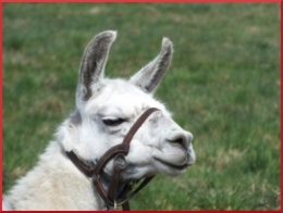 lama pas faché2883.JPG