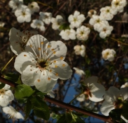 spira mirabilis 3519.JPG