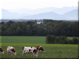 DSCF0164 vaches pays de gex.png