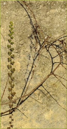 12_1_2012 lierre vigne495.JPG