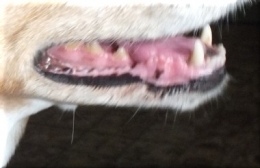 montrer les dents 1314.JPG