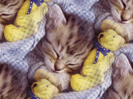 patte de velours chats10NM1.gif