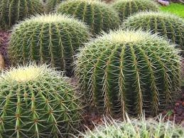 cactus.jpg