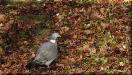 DSCF0454 marre d etre un pigeon.JPG