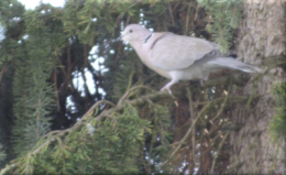 pigeonné DSCF2319.png