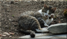 DSCF6310monsieur chat blog.JPG