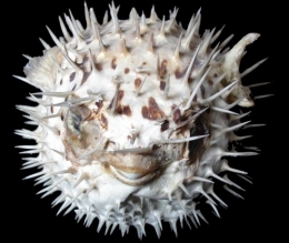 Poisson-lune.jpg
