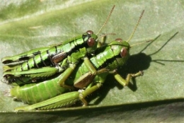 craccrac sauterelle.jpg