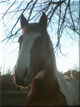 SUNP0133 cheval tete.png