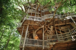 arbre-cathedrale.jpg