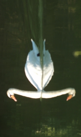 DSCF6943 cygne fleur.JPG