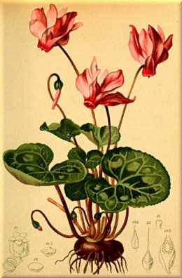 Cyclamen_europaeum_Atlas_Alpenflora.jpg