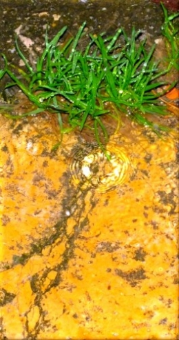 goutte dans lhistoire 9993.JPG