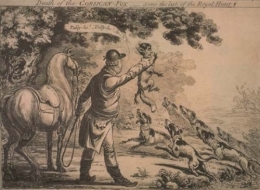 fox chasse corsican fox.jpg