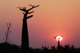 baobabs-arrondis-madagascar.jpg