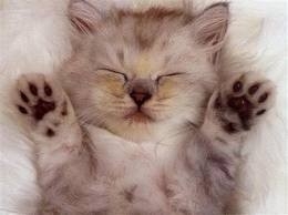 repos chaton.jpg