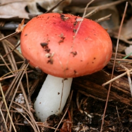 Russula_emetica2.jpg