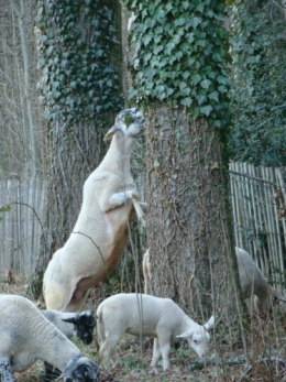 mouton affamé grimpeur.JPG