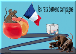 rats battent campagne.png