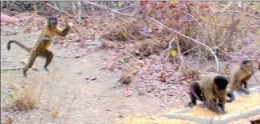 singe qui jette une pierre.jpg